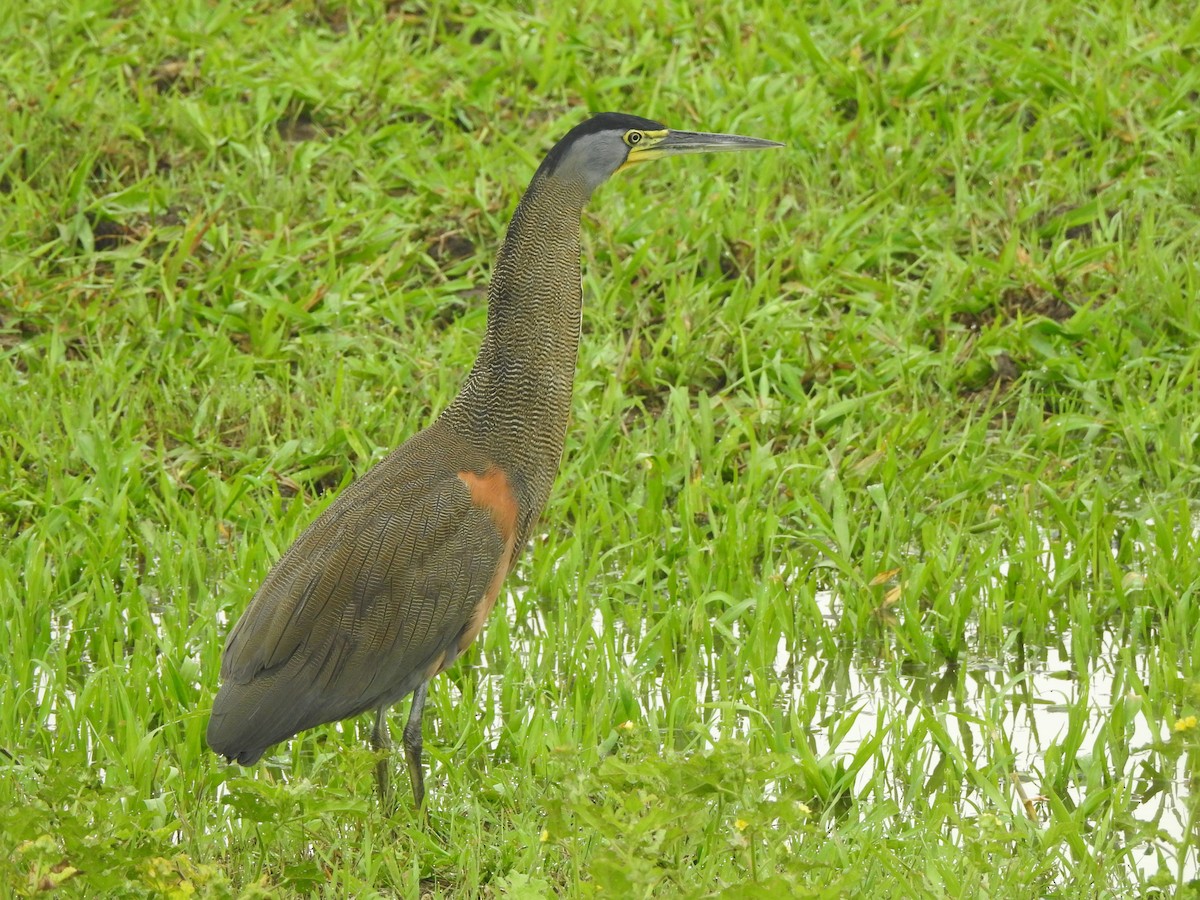 Bare-throated Tiger-Heron - ML646070553