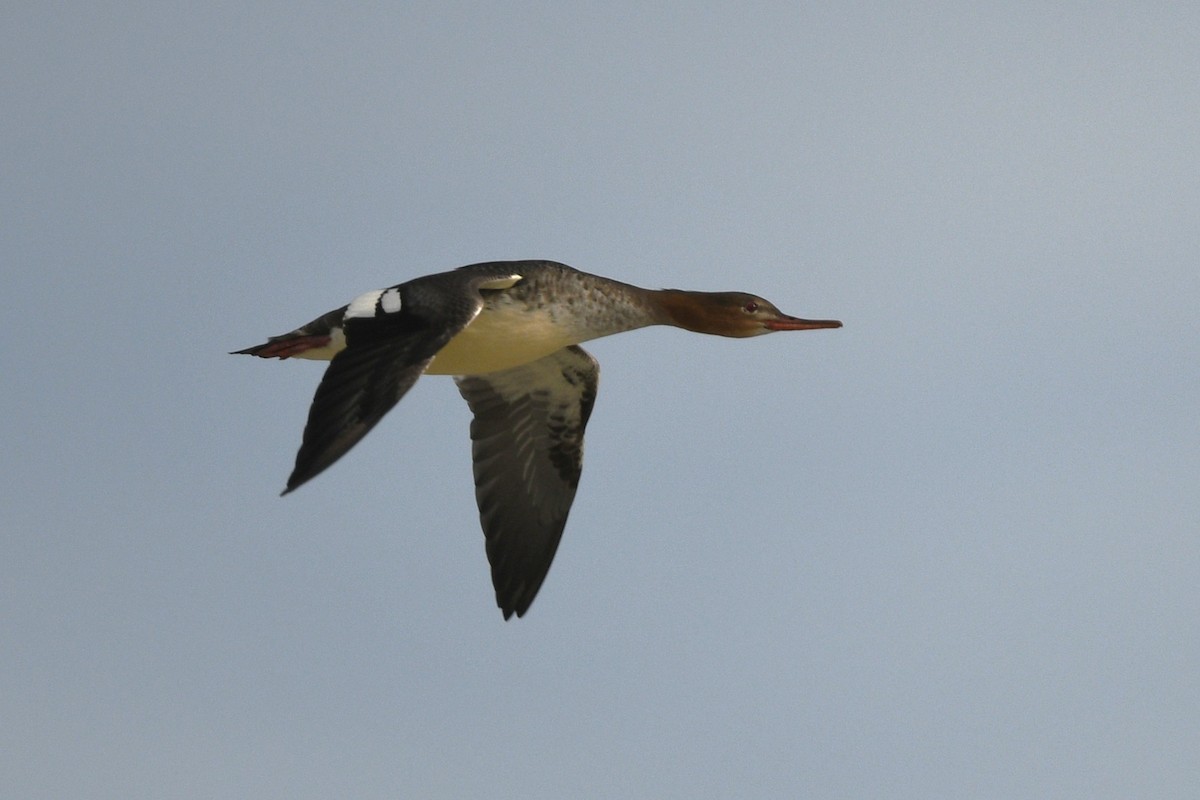 Red-breasted Merganser - ML646070554