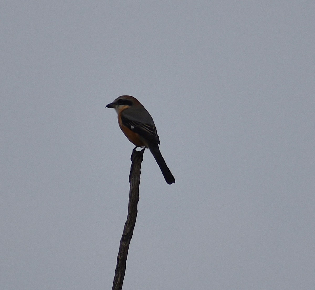 Bull-headed Shrike - ML646070555