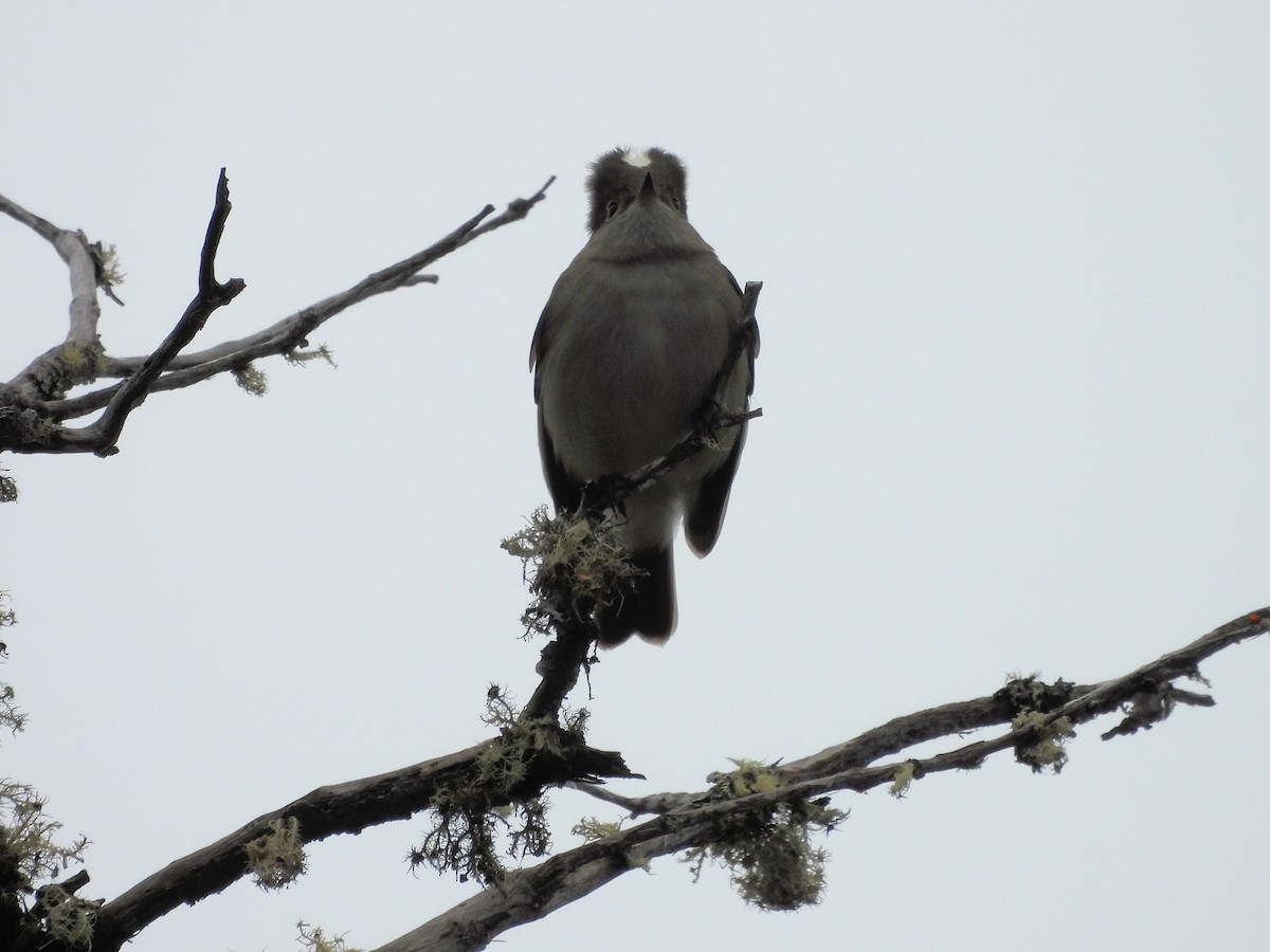 White-crested Elaenia - ML646070556