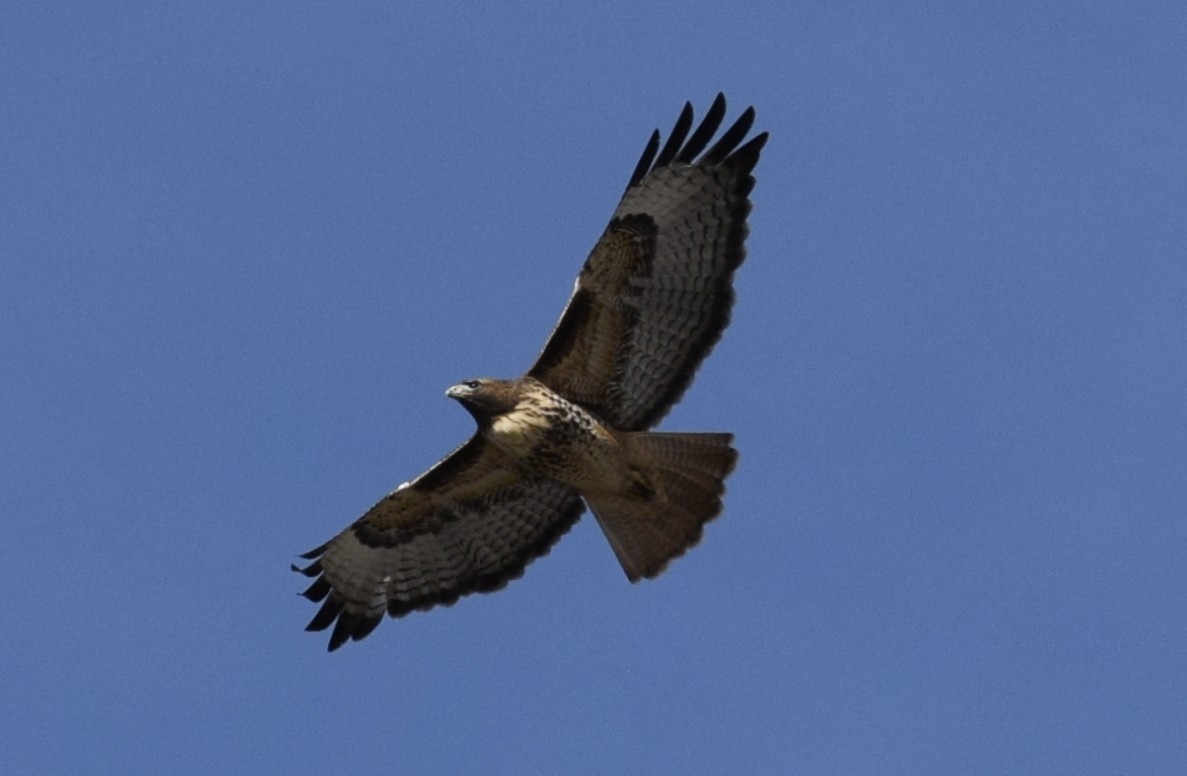 Red-tailed Hawk - ML646070557