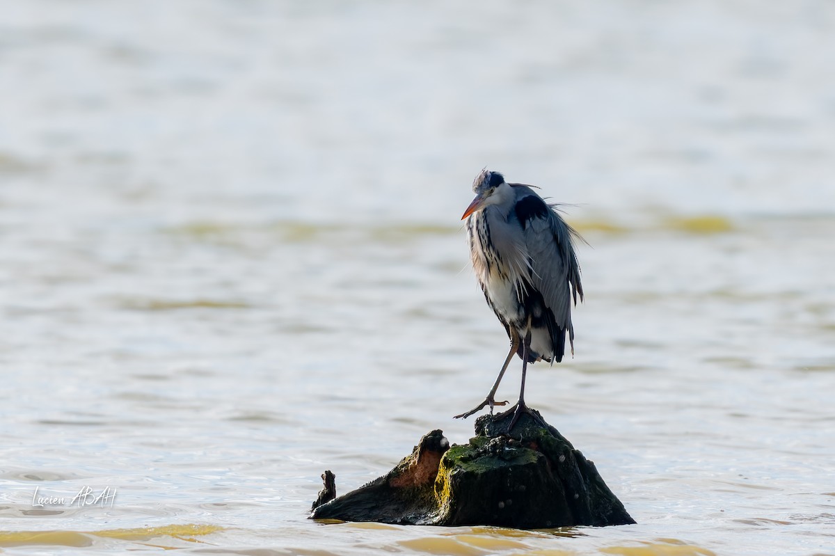 Gray Heron - ML646070559