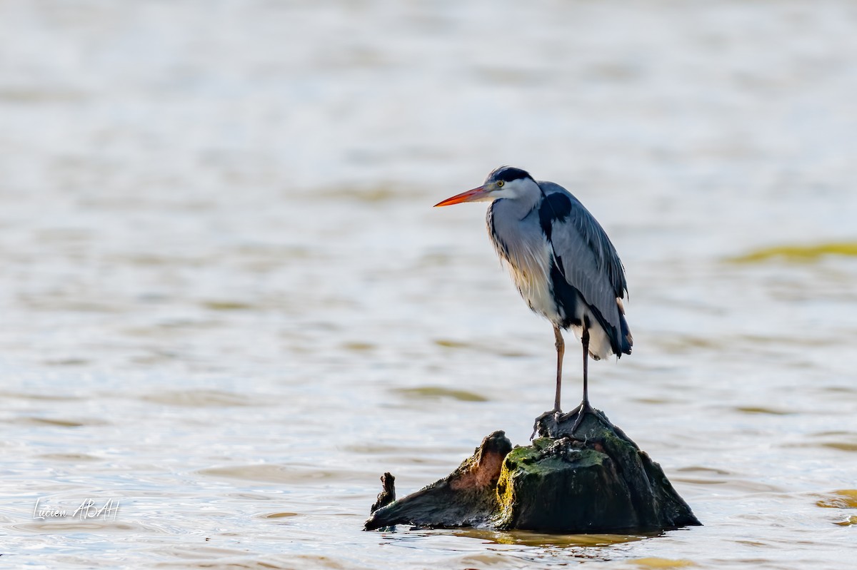 Gray Heron - ML646070560