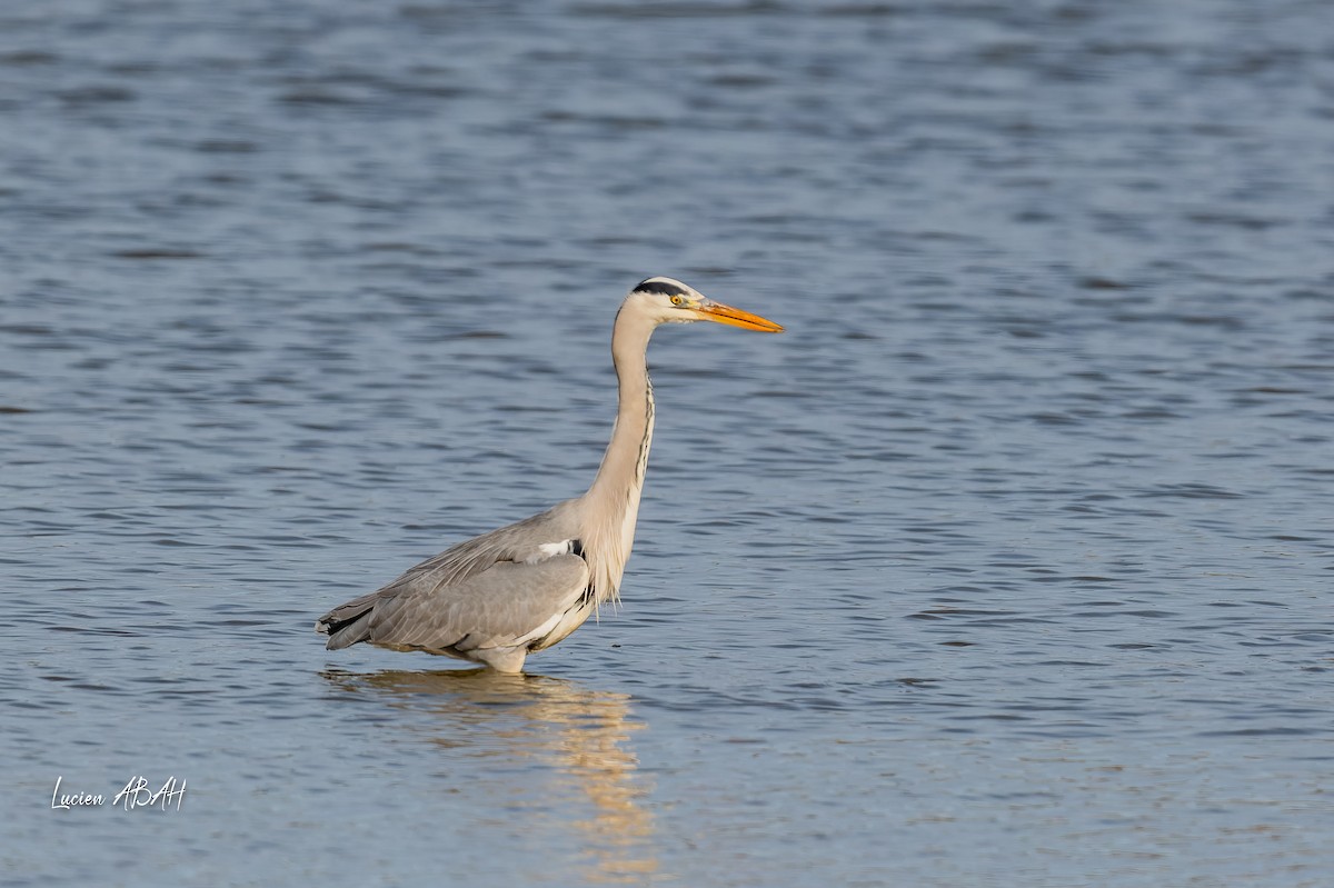 Gray Heron - ML646070561