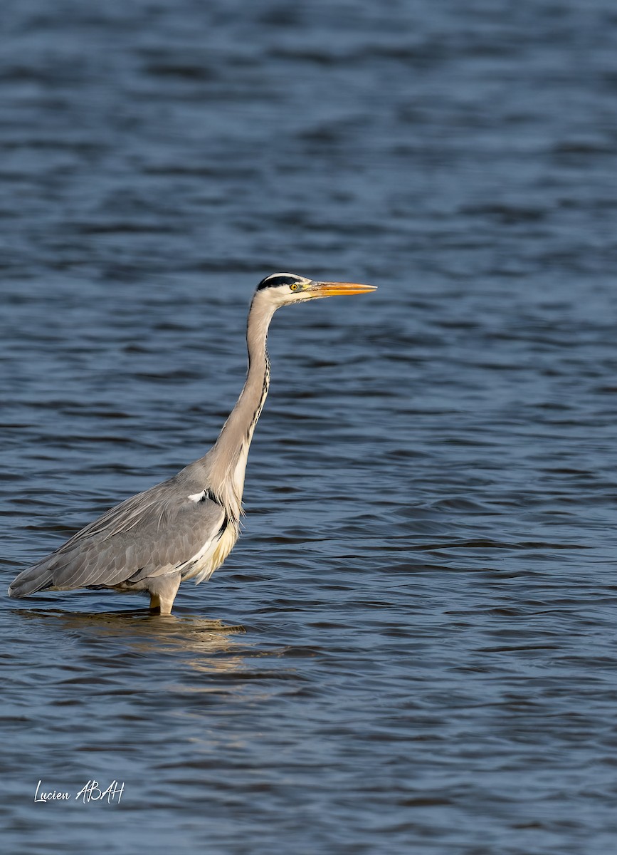Gray Heron - ML646070562