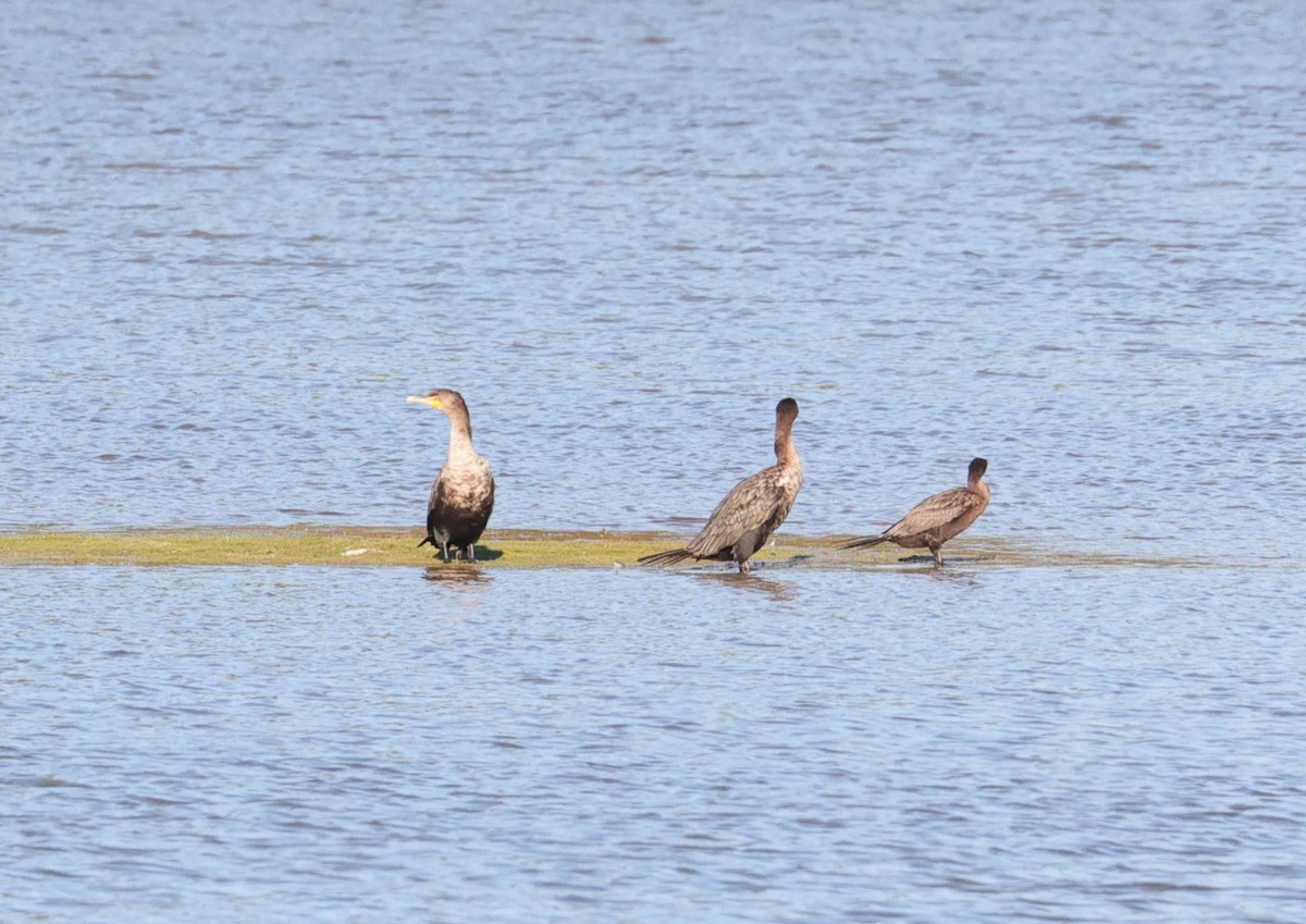 Double-crested/Neotropic Cormorant - ML646070564