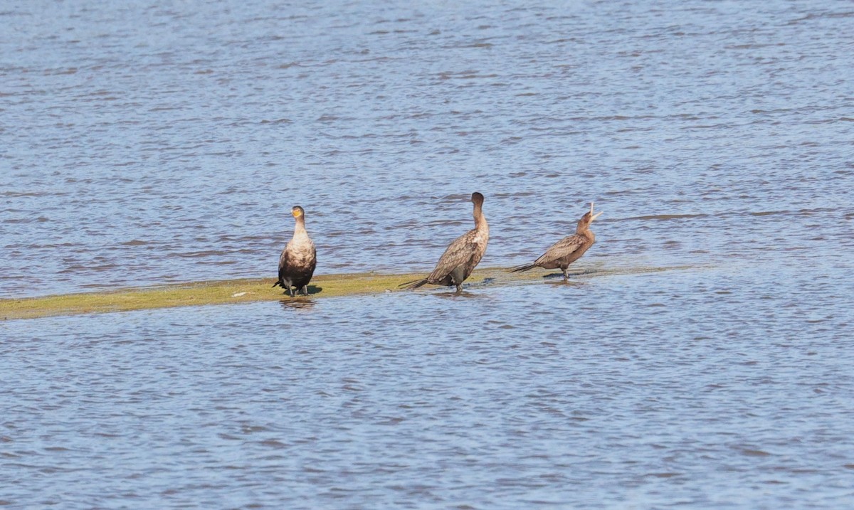 Double-crested/Neotropic Cormorant - ML646070565