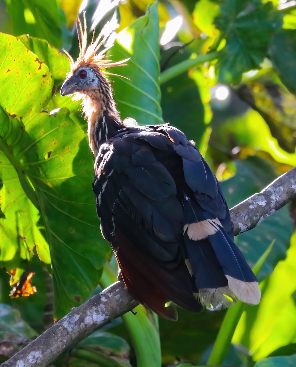 Hoatzin - ML646070566
