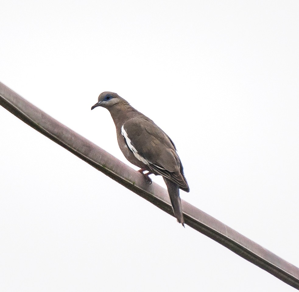 West Peruvian Dove - ML646070567