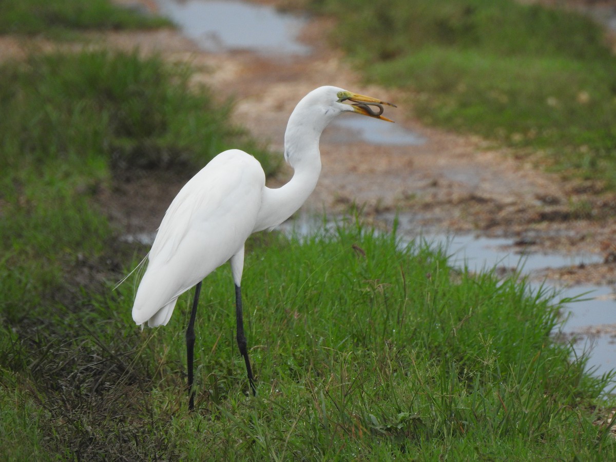Great Egret - ML646070569