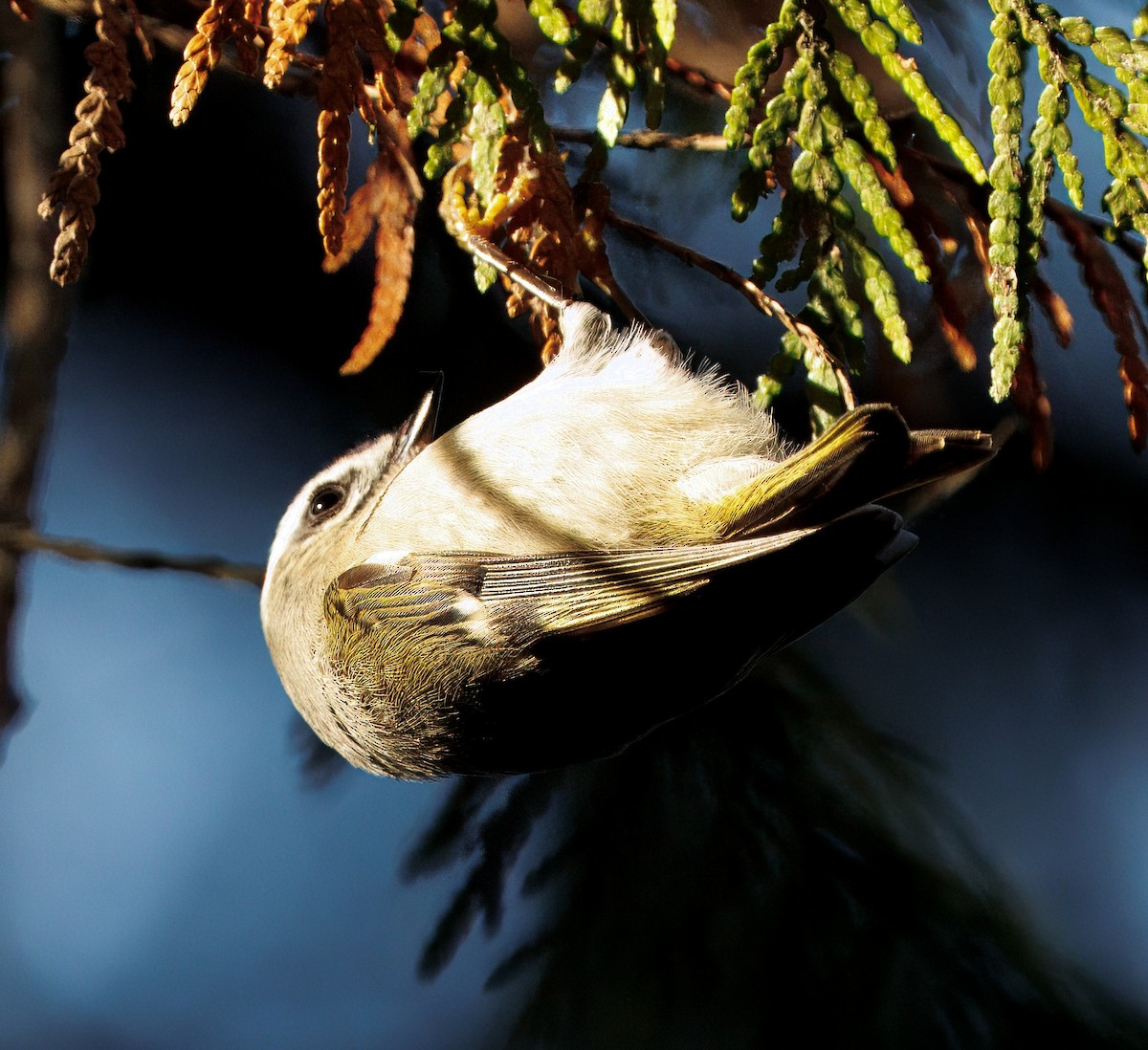 Golden-crowned Kinglet - ML646070570