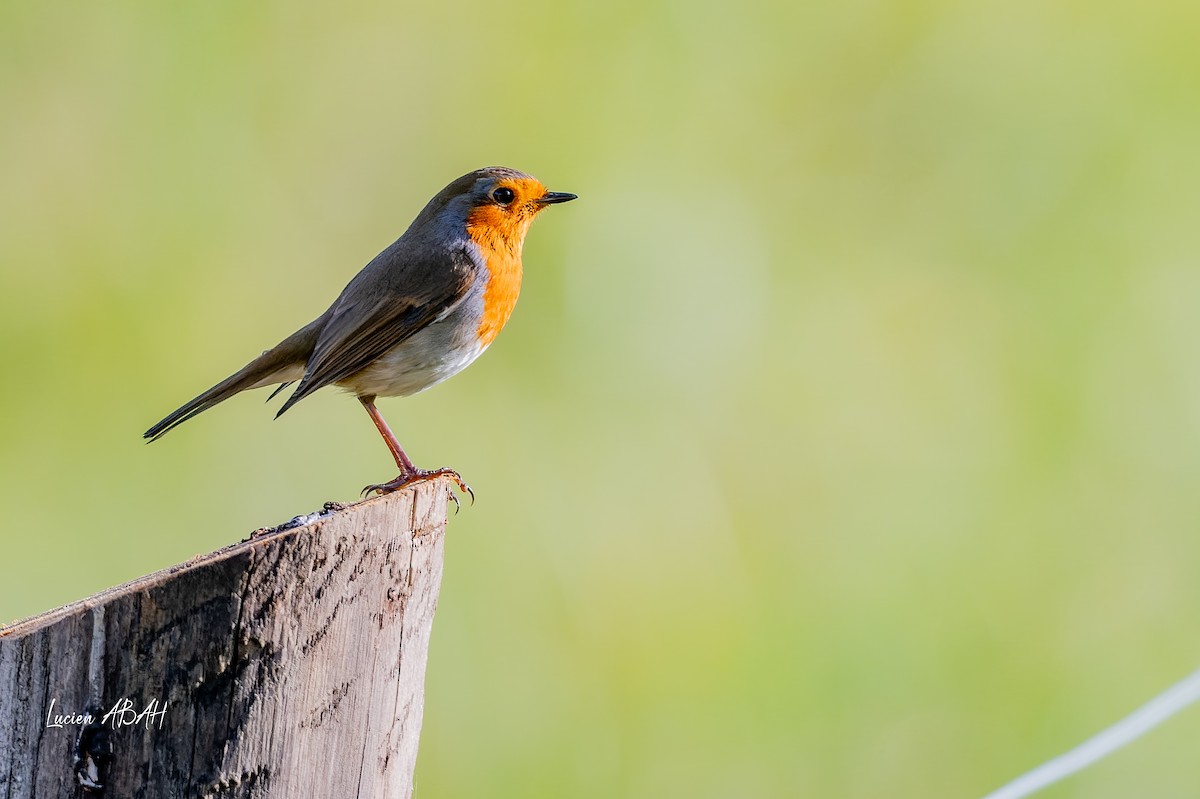 European Robin - ML646070571
