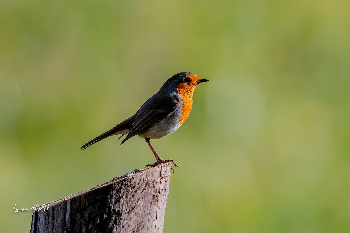 European Robin - ML646070572