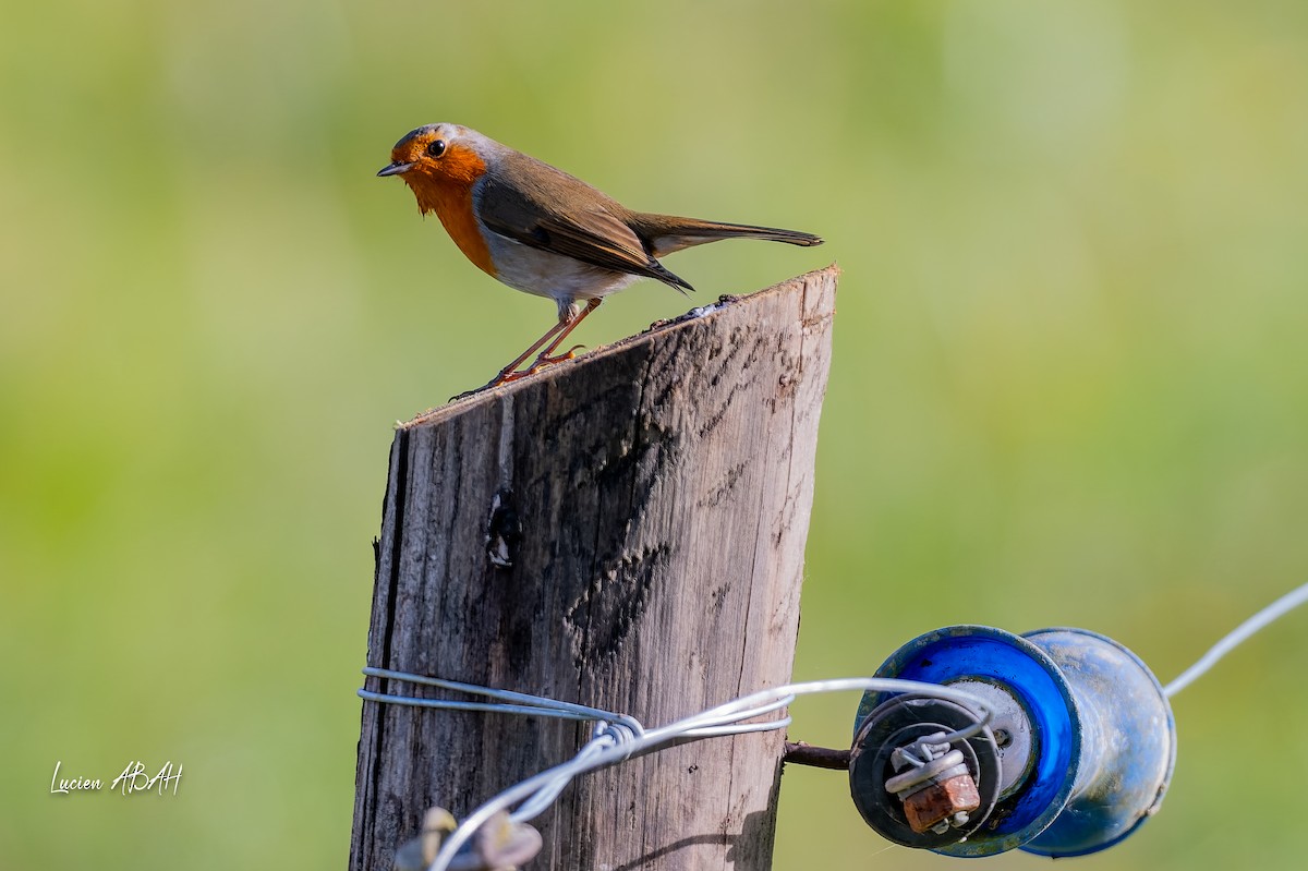 European Robin - ML646070573