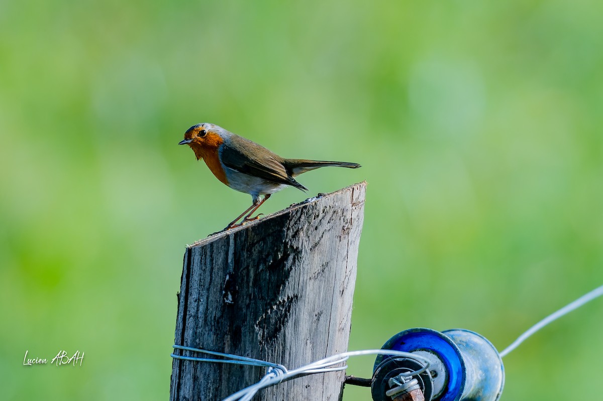 European Robin - ML646070574