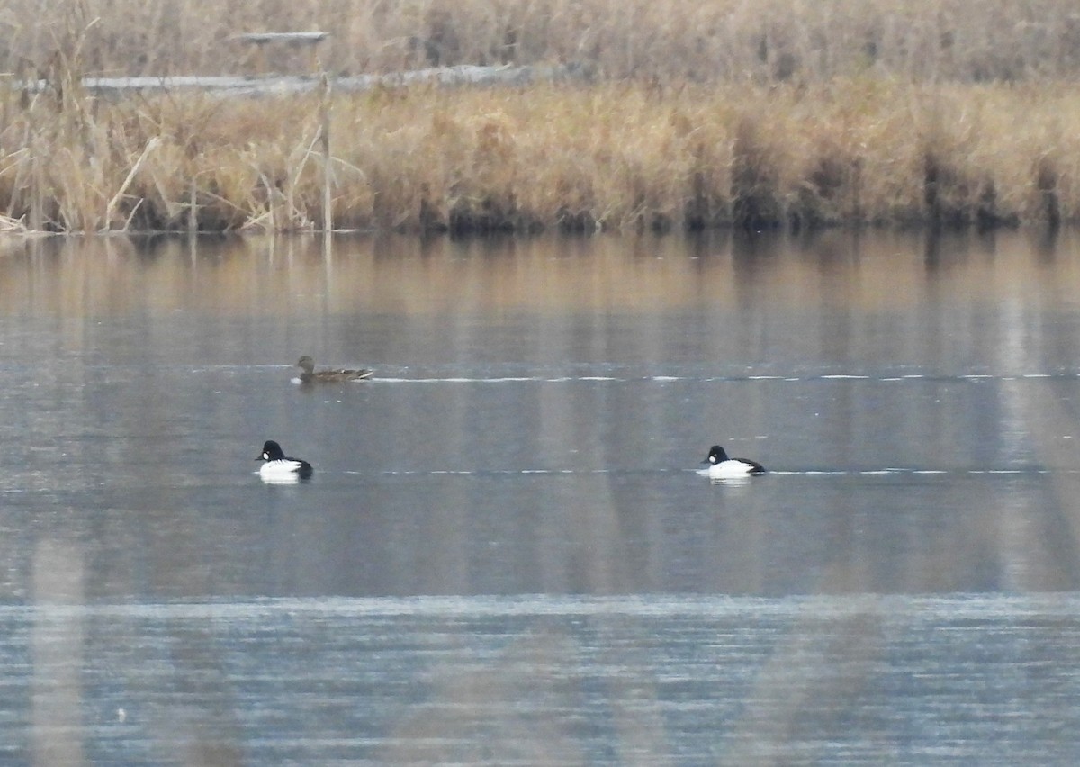 Common Goldeneye - ML646070575
