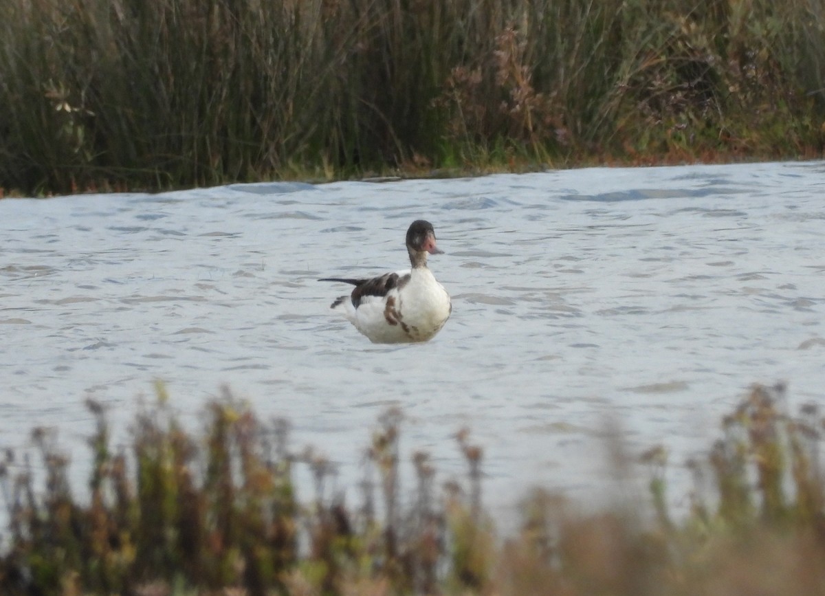 Common Shelduck - ML646070576