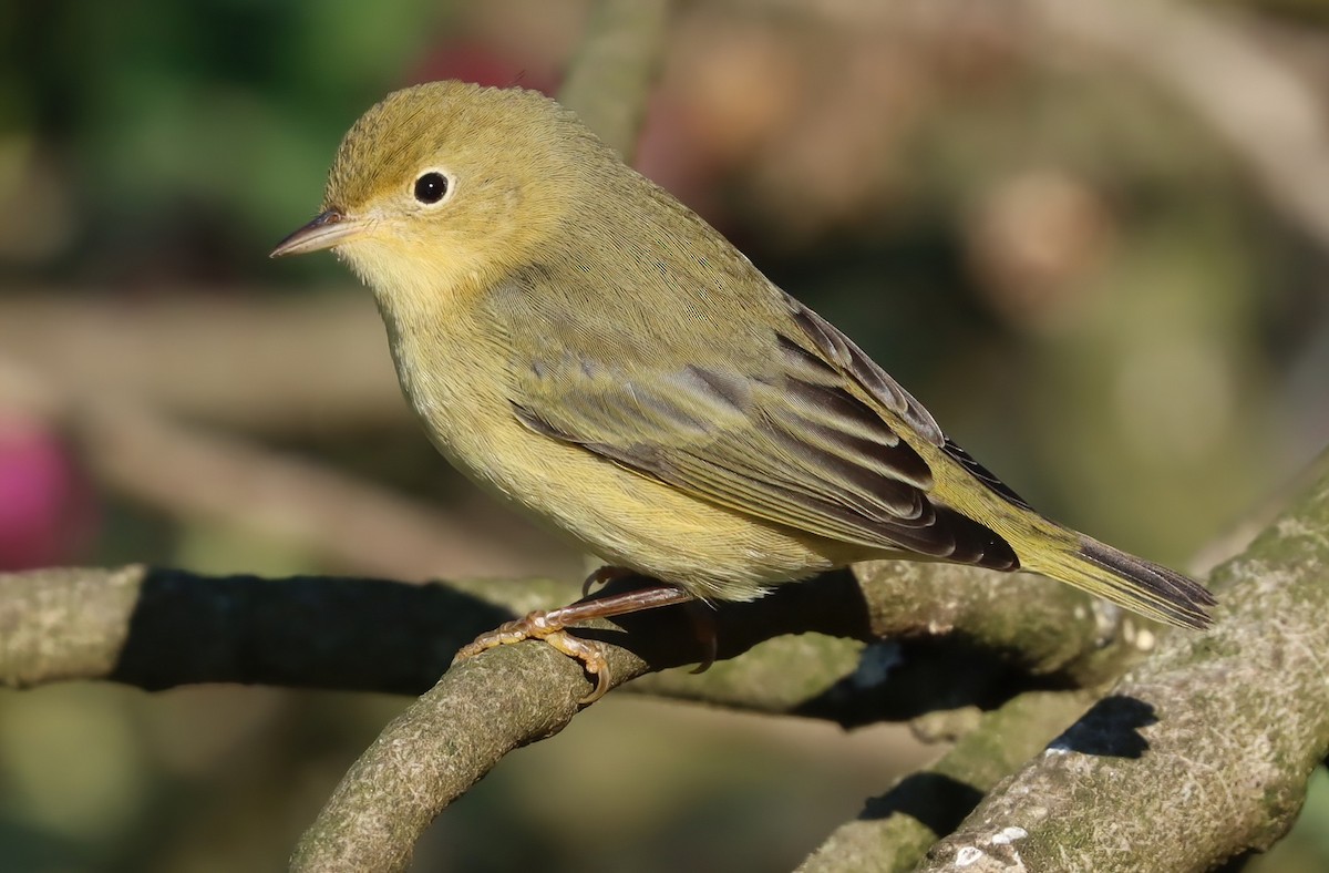 Northern Yellow Warbler - ML646070577