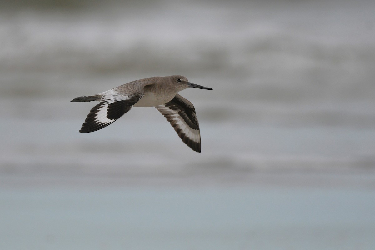 Willet - ML646070578