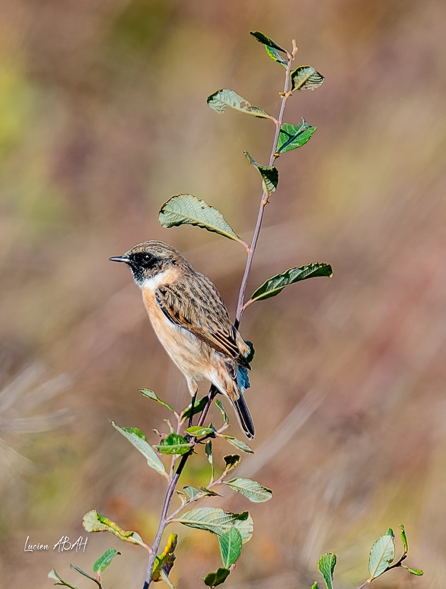 Schwarzkehlchen - ML646070579