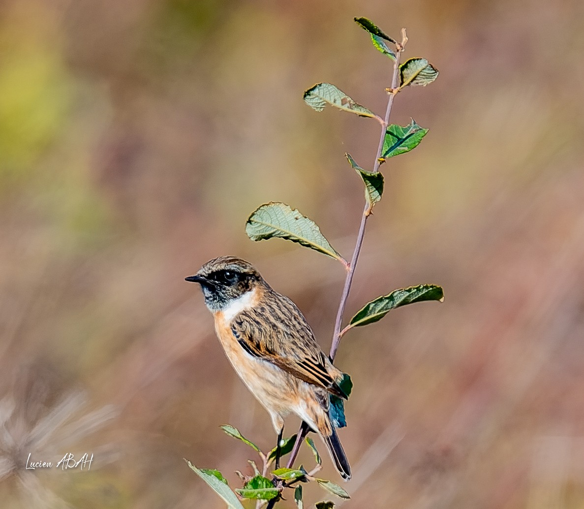 Schwarzkehlchen - ML646070580