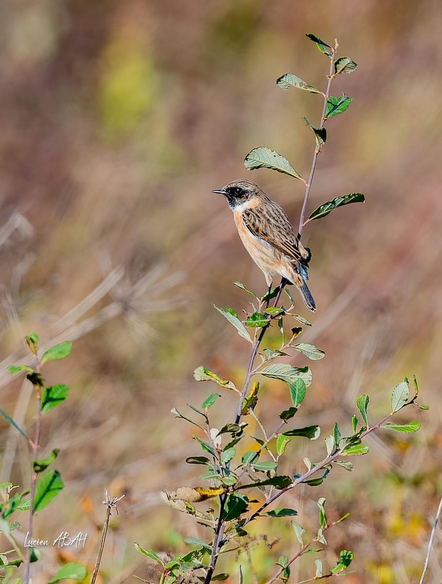 Schwarzkehlchen - ML646070581