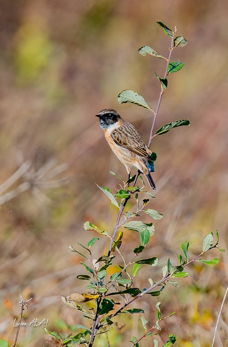 Schwarzkehlchen - ML646070582