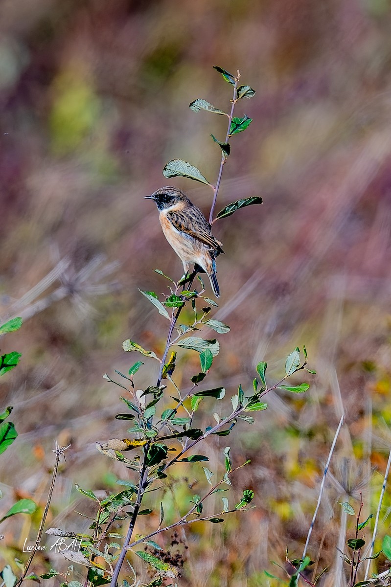 Schwarzkehlchen - ML646070583