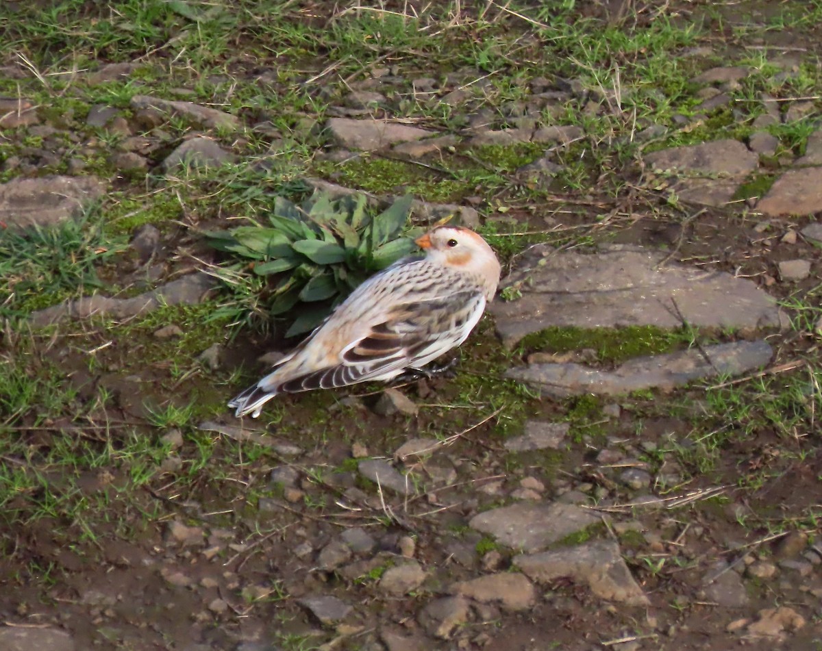 Snow Bunting - ML646070587