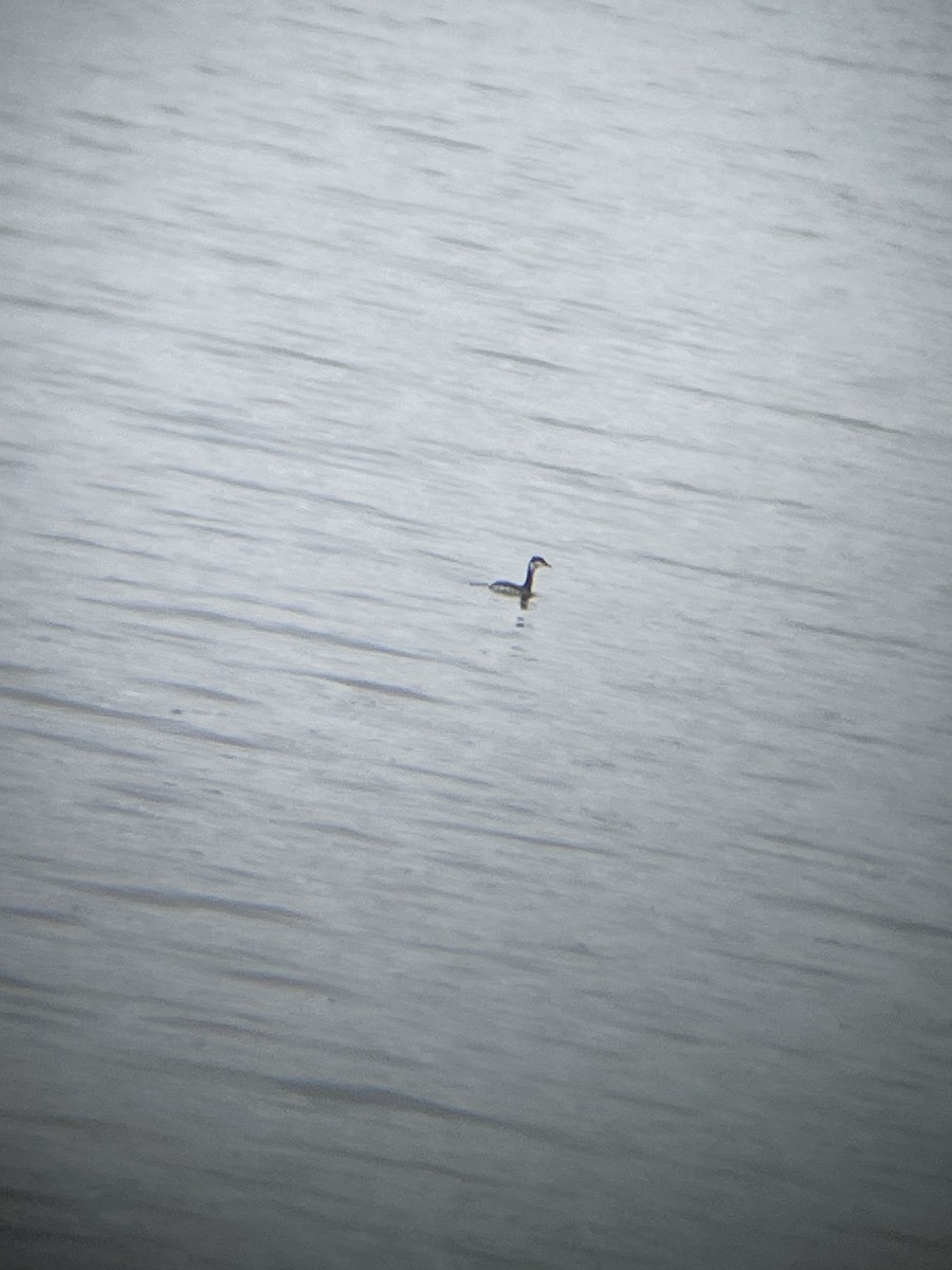 Horned Grebe - ML646070589