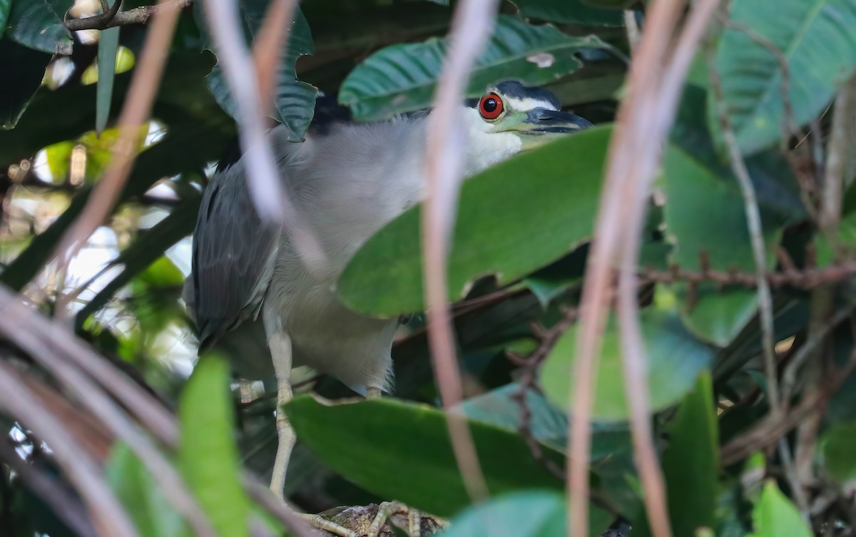 Black-crowned Night Heron - ML646070590
