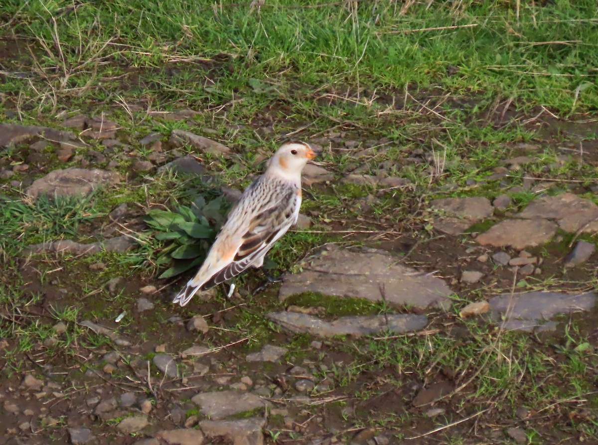 Snow Bunting - ML646070595