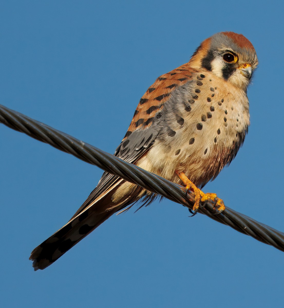 American Kestrel - ML646070600