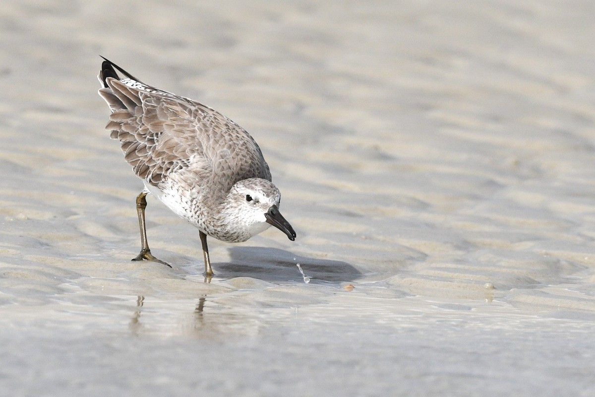 חופית להקנית - ML646070602