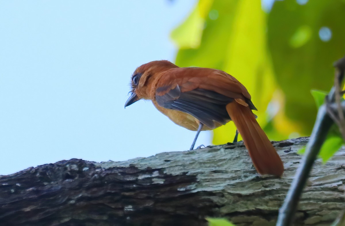 Cinnamon Attila - ML646070612