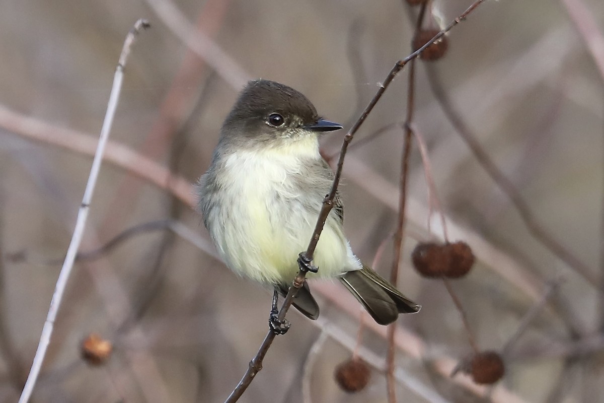 Eastern Phoebe - ML646070613