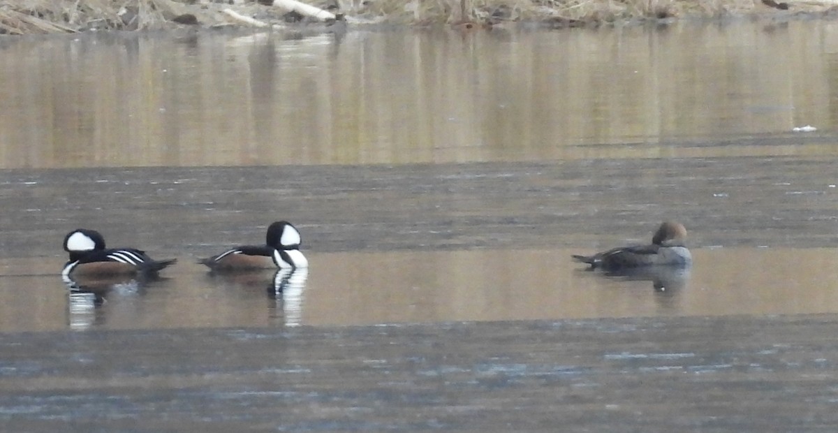Hooded Merganser - ML646070614