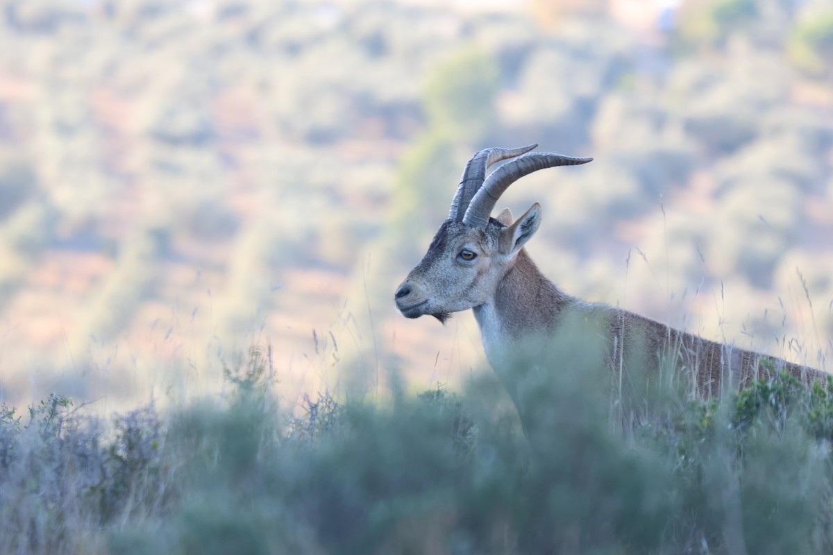 Iberian Ibex - ML646070616