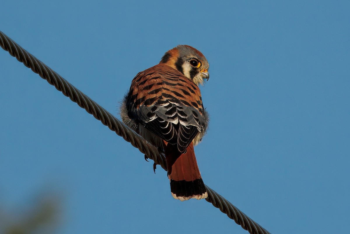 American Kestrel - ML646070617