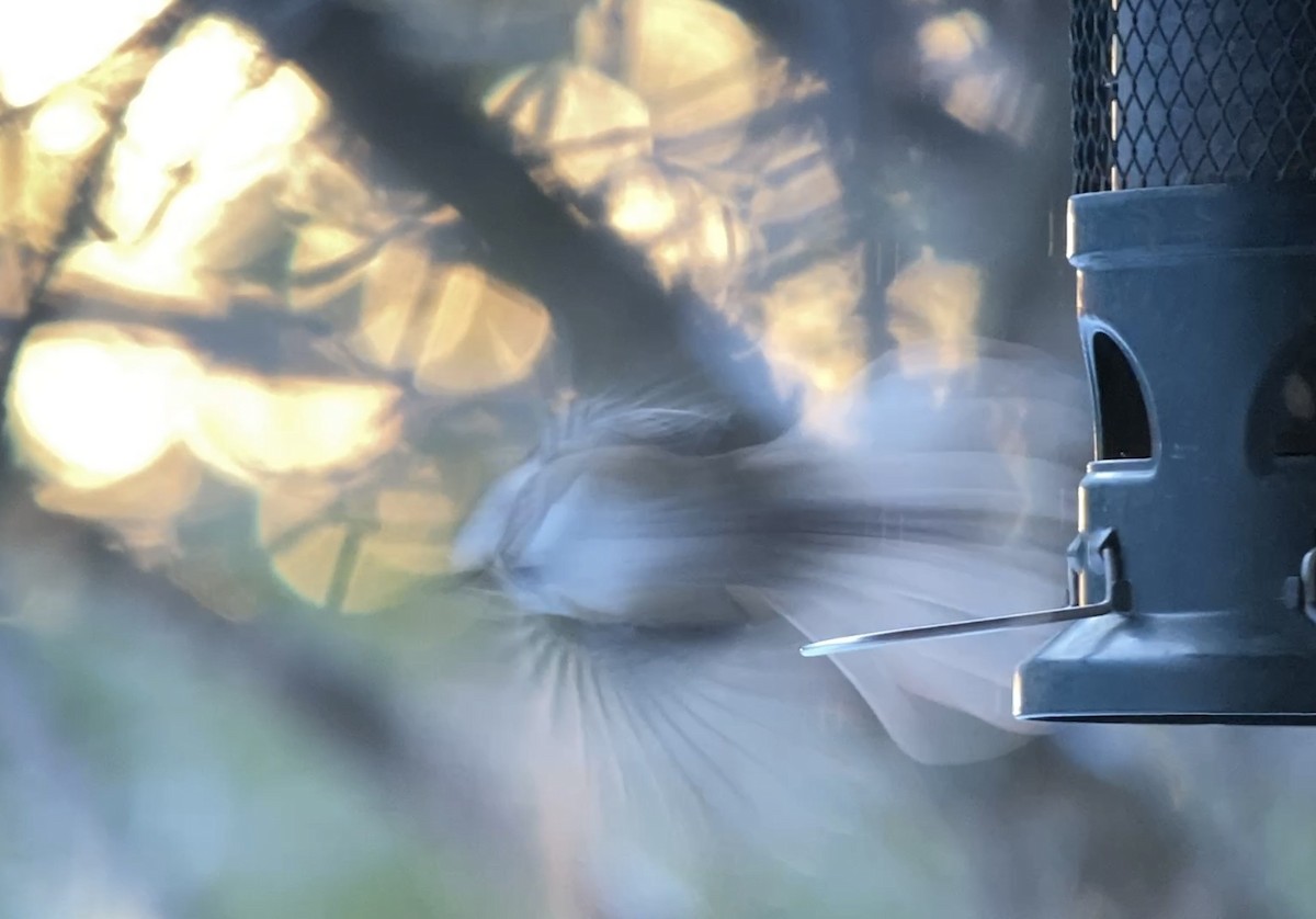 Гаїчка світлокрила - ML646070619