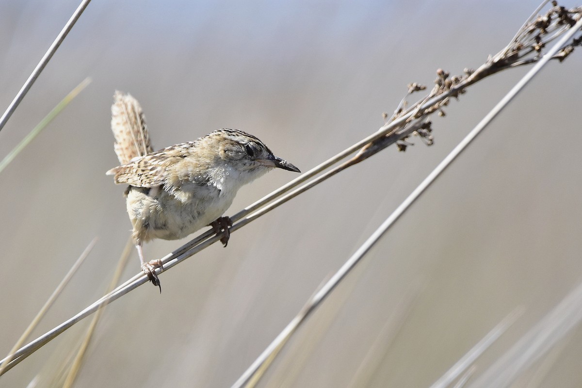 Grass Wren - ML646070624