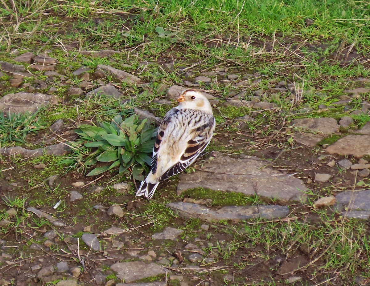 Snow Bunting - ML646070625