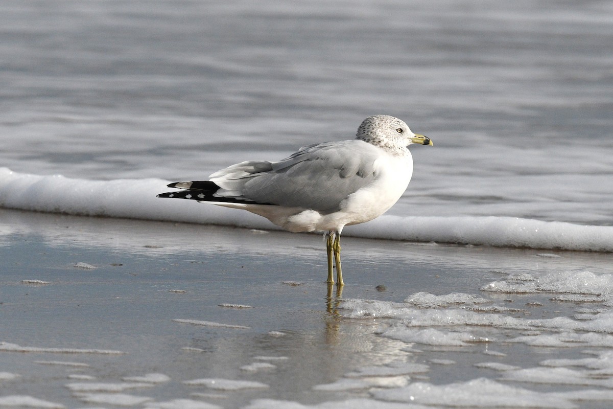 Ring-billed Gull - ML646070630