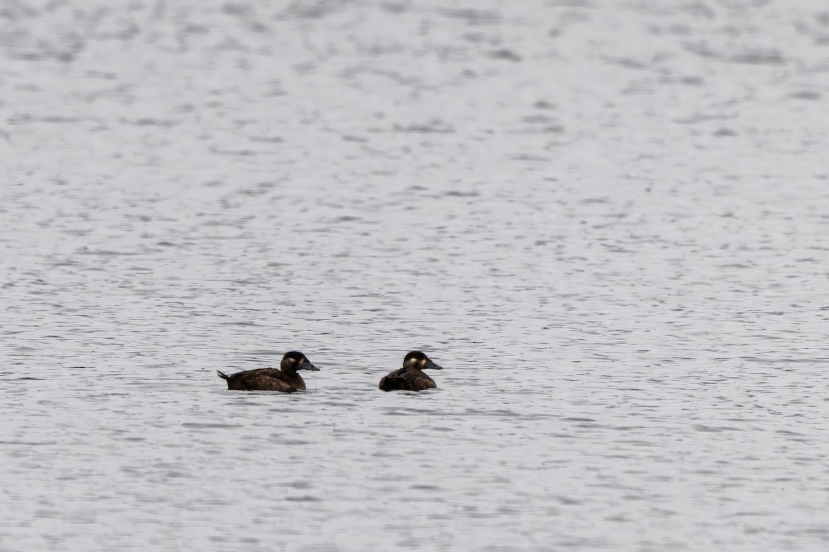 Surf Scoter - ML646070634