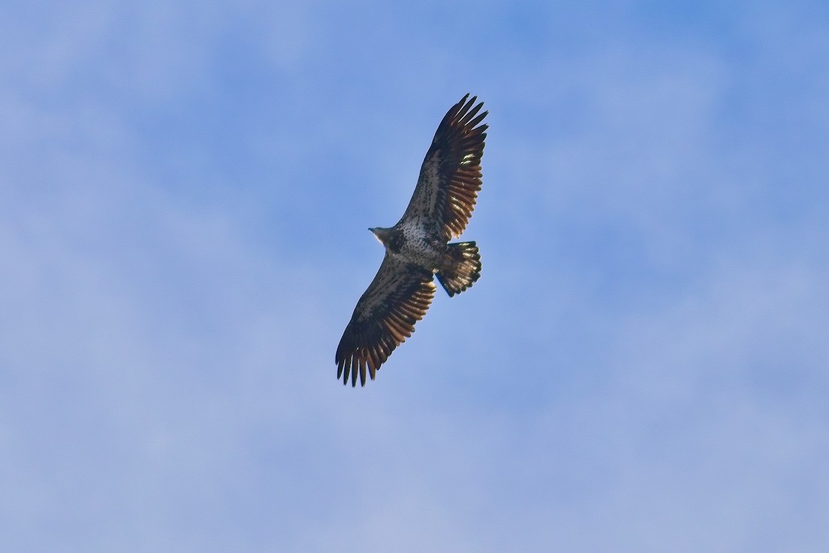 Bald Eagle - ML646070635