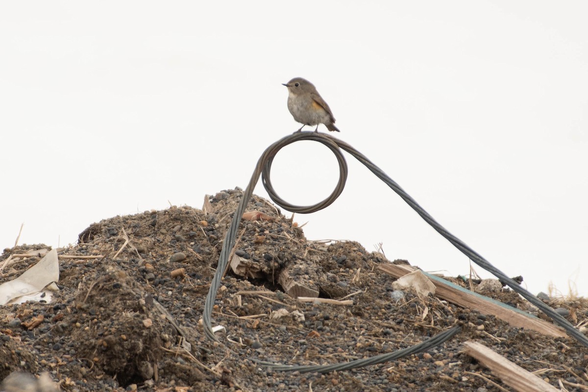 Codazzurro - ML646070645