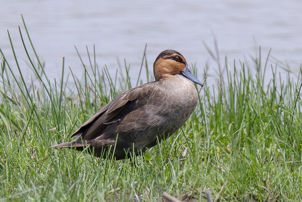 Philippine Duck - ML646070646