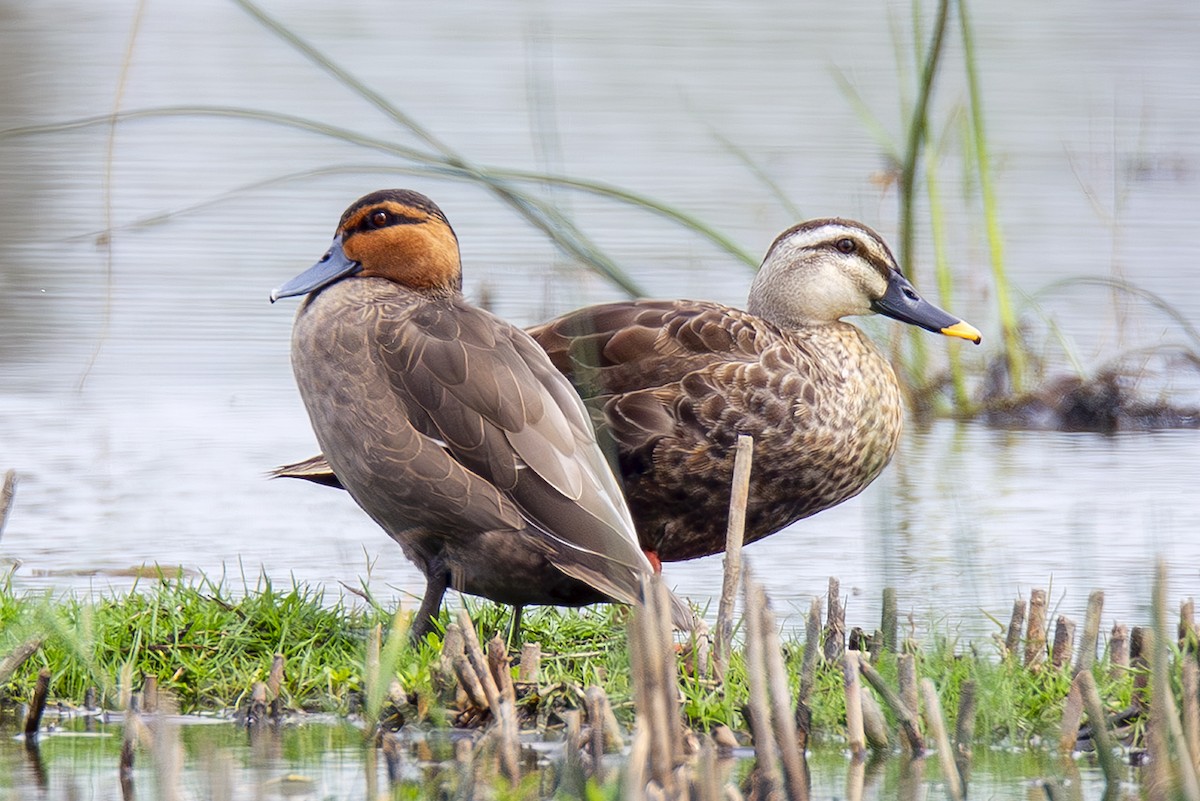 Philippine Duck - ML646070647