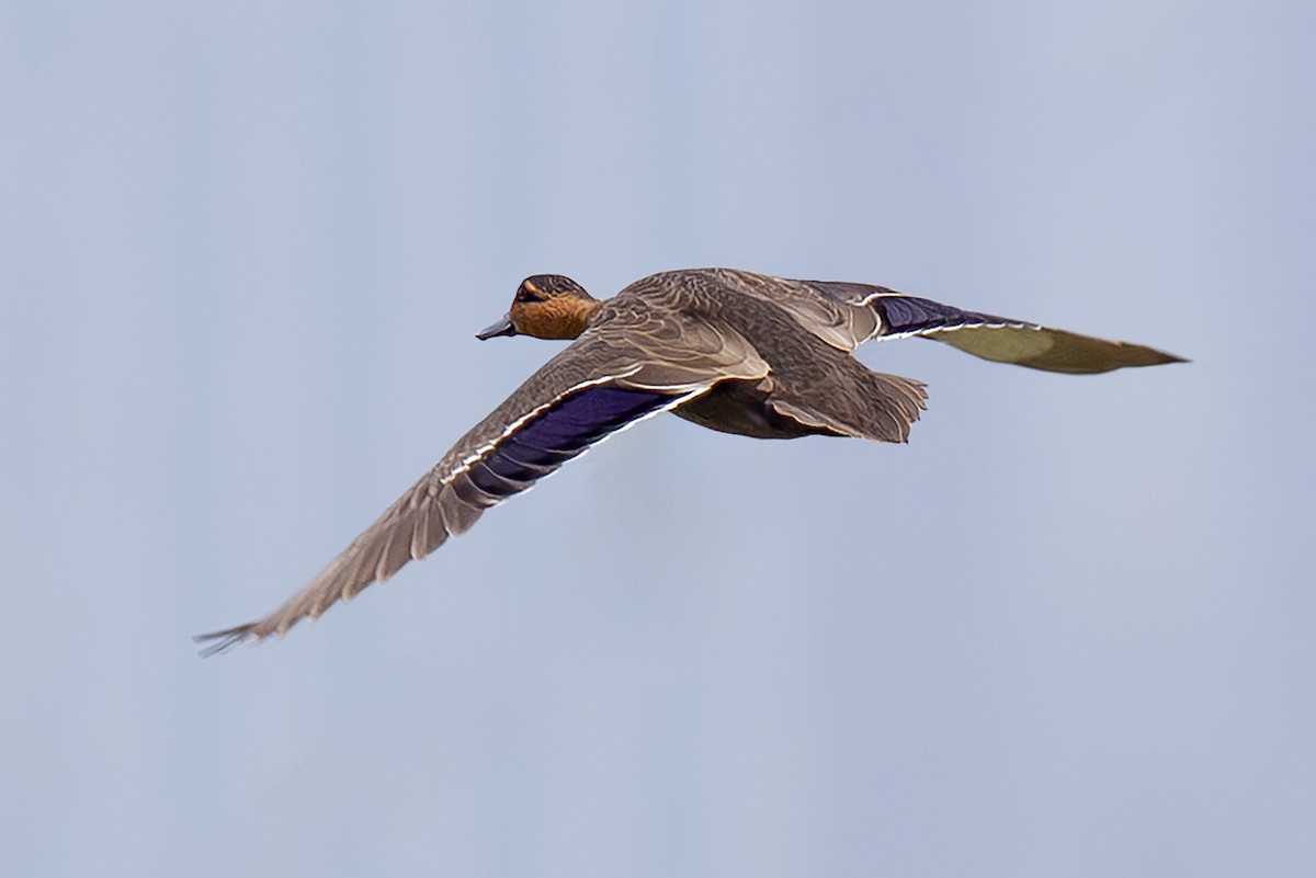 Philippine Duck - ML646070648