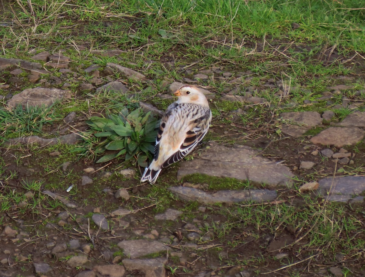 Snow Bunting - ML646070651